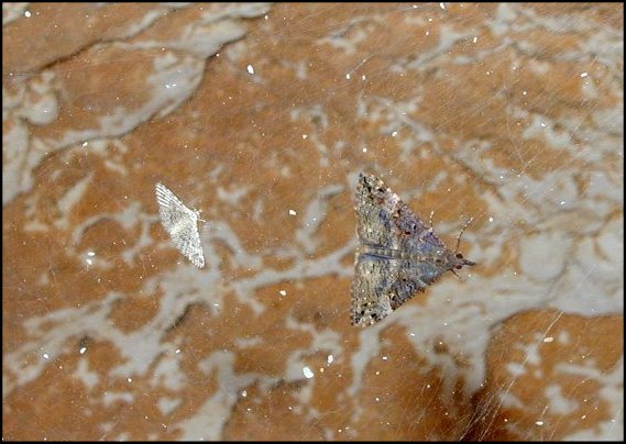 Orneodes Hypena