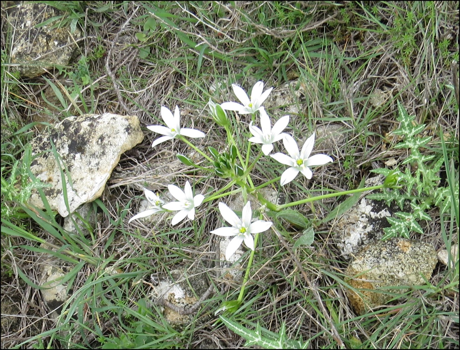 Ornithogale 1