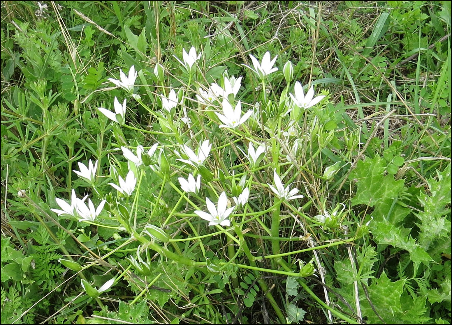 Ornithogale 2