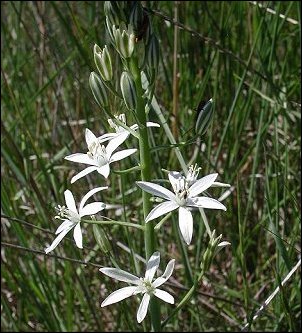 Ornithogale Narbonne