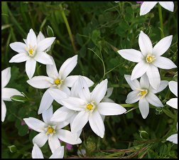 Orithogale en ombelle