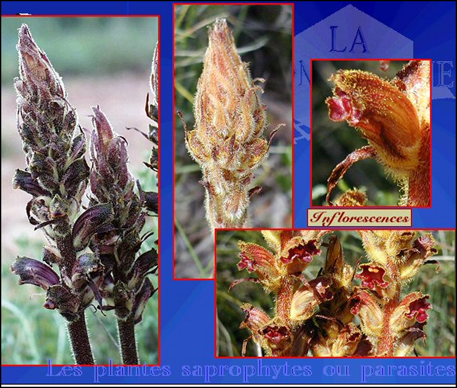 Orobanche dtail