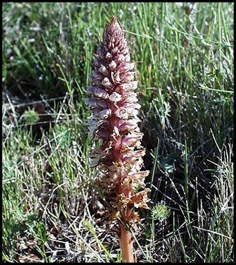 Orobanche