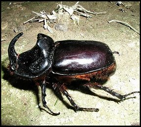 Orycte