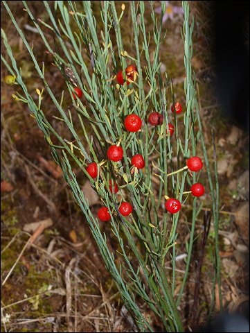Osyris alba 1