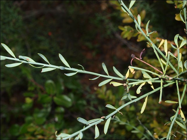 Osyris alba 3