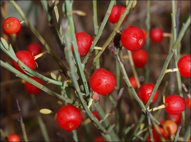 Osyris alba 6