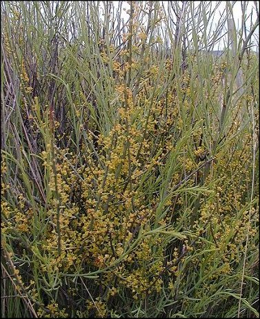 Osyris alba 7