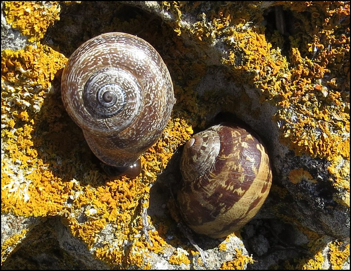 otala 5