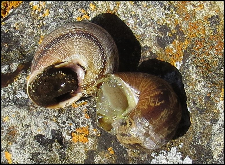 otala 6