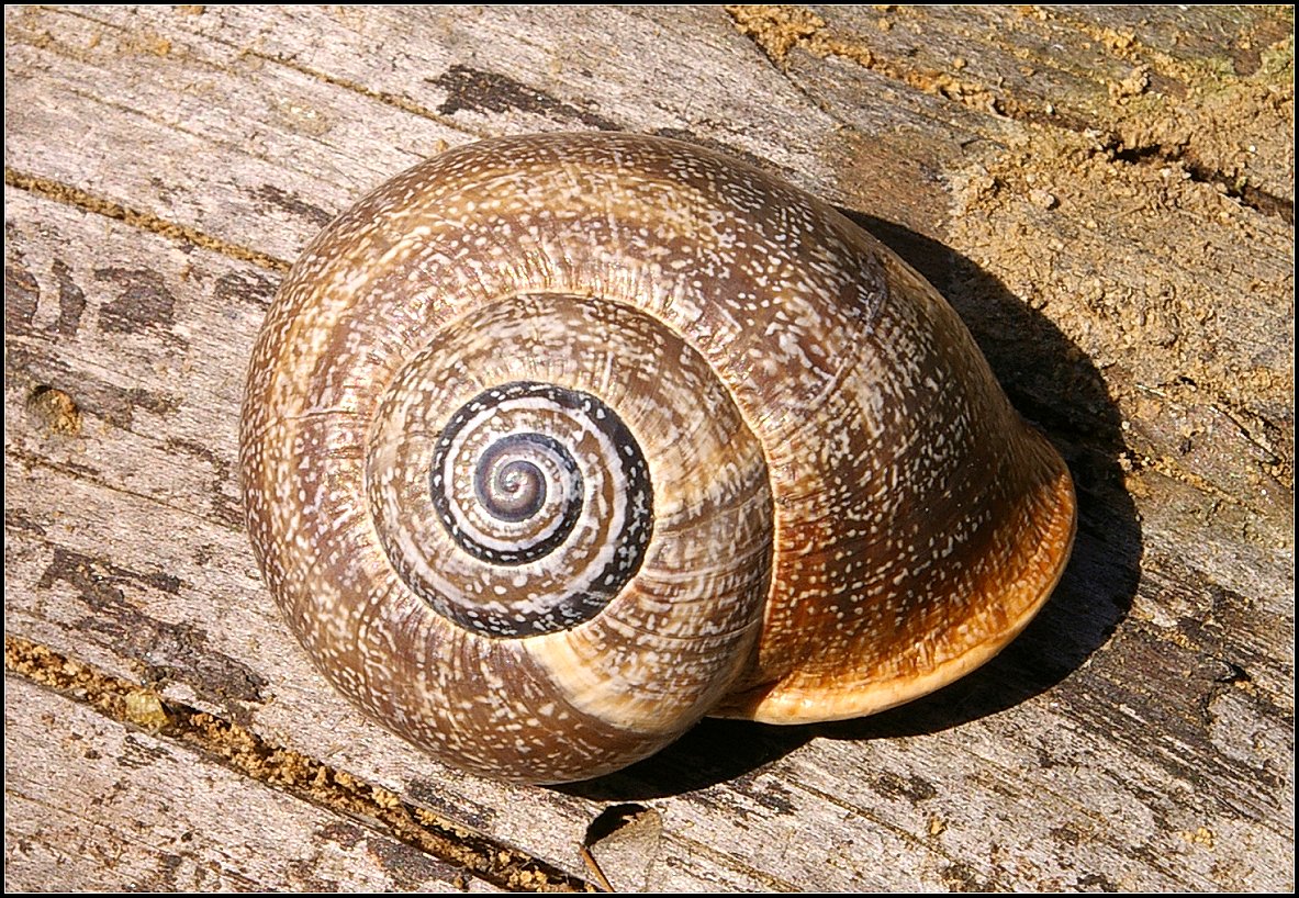 otatala punctata 1