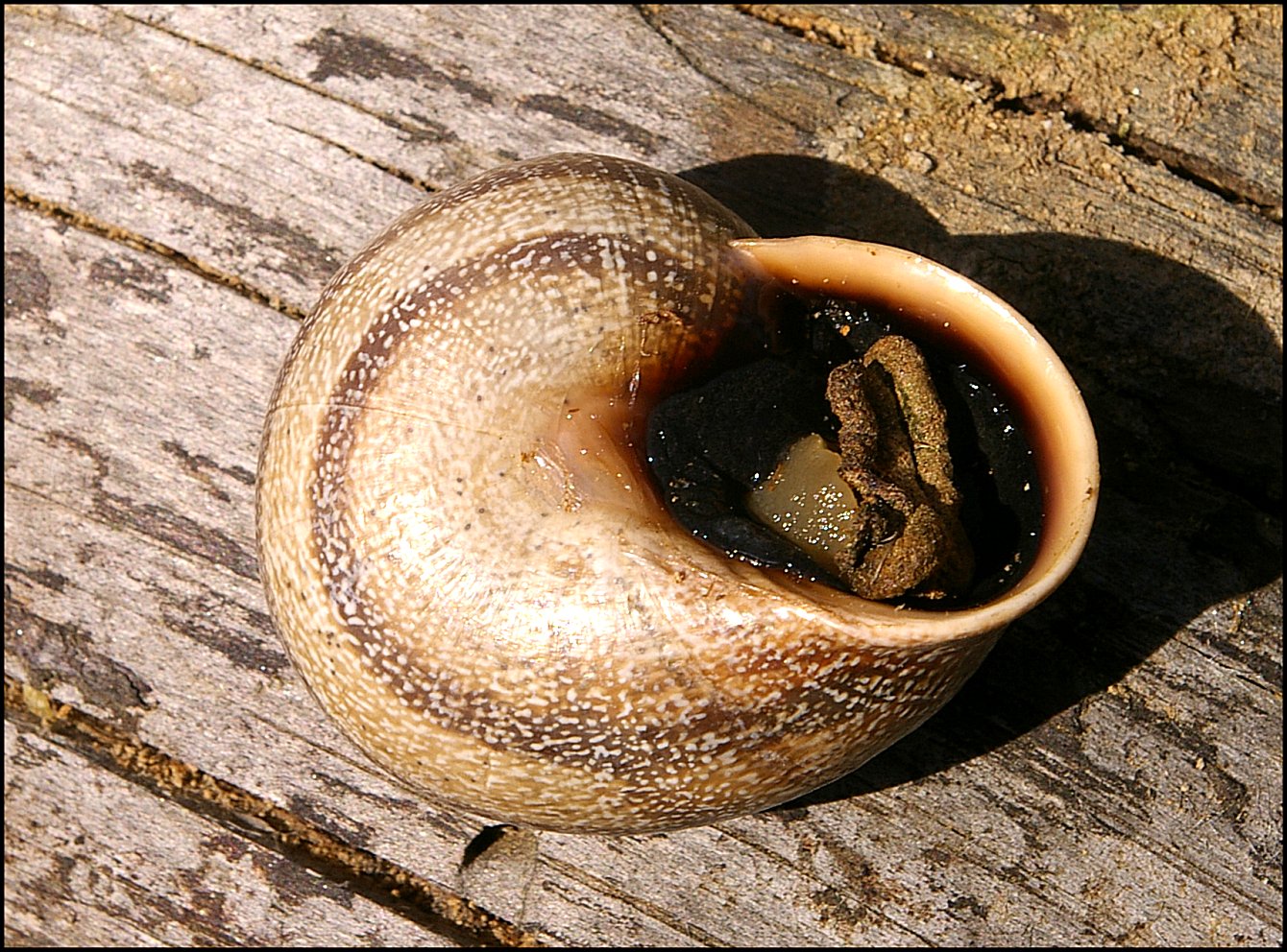 otala punctata 2