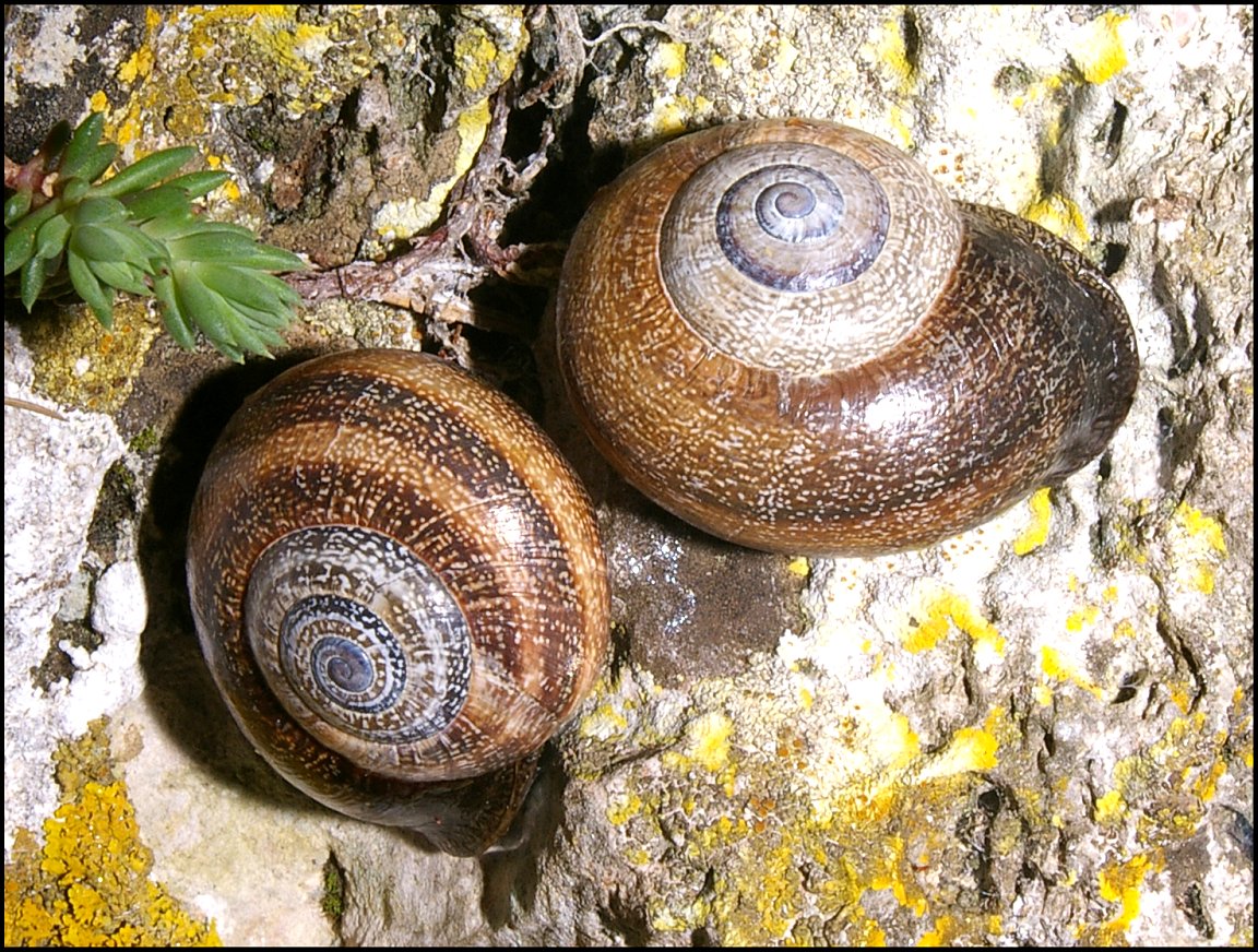 otala punctata 3