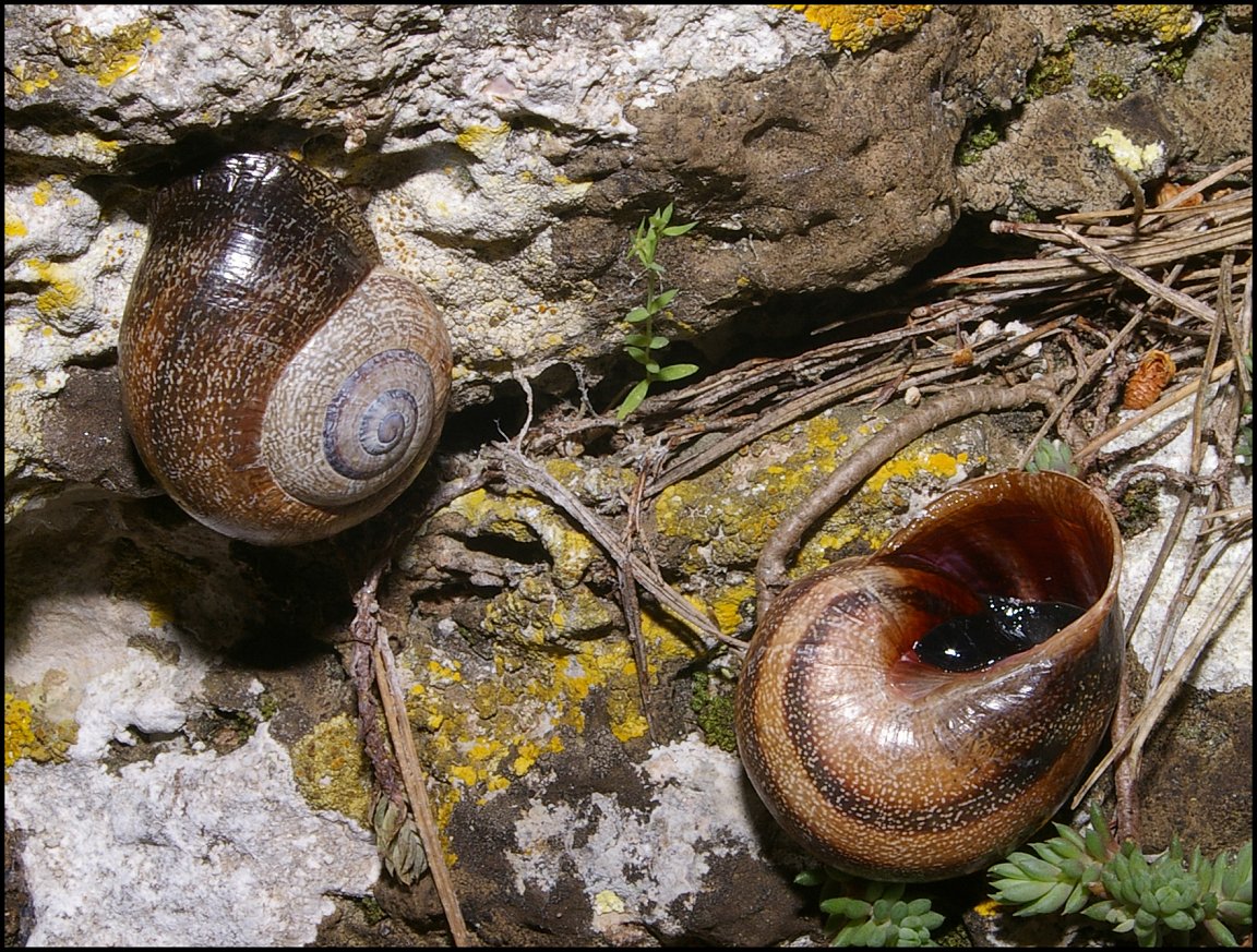 otala punctata 4