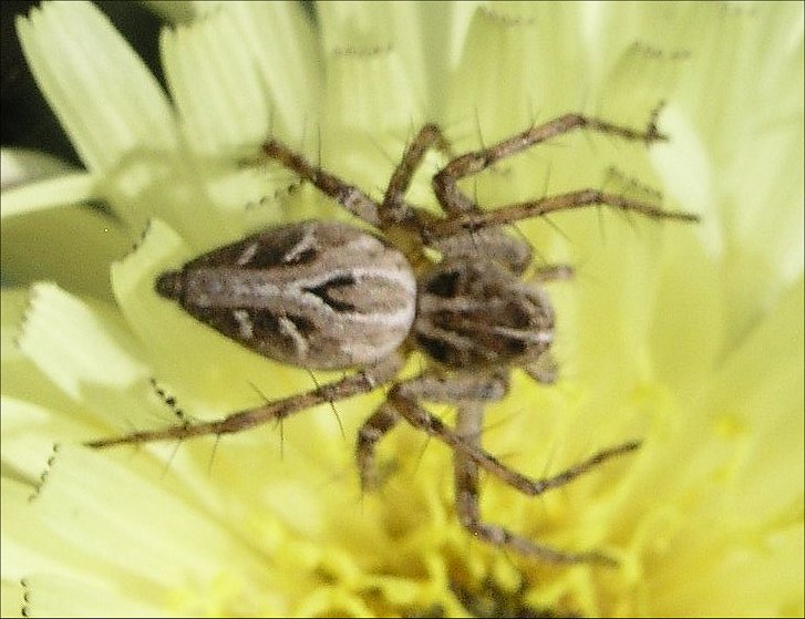 Oxyopes 1