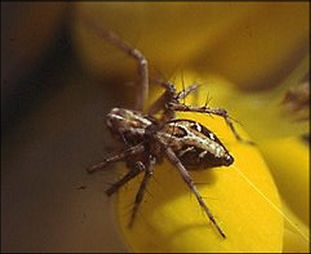 Oxyopes 2