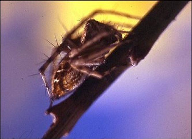 Oxyopes 3
