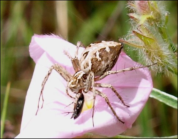 Oxyopes 4