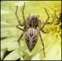 Oxyopes