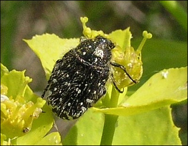 Oxythyrea funesta 1