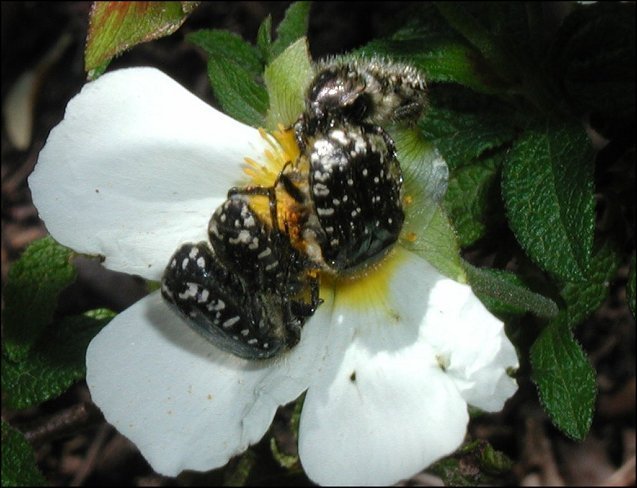 Oxythyrea funesta 10
