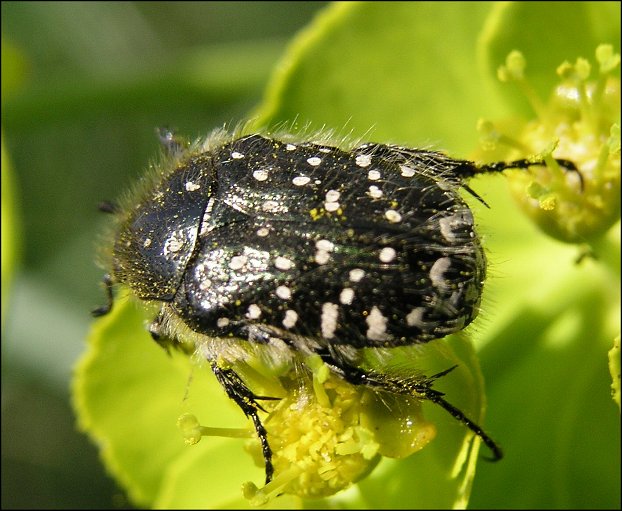 Oxythyrea funesta 2