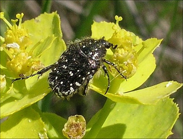 Oxythyrea funesta 3