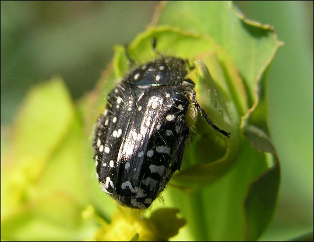 Oxythyrea funesta 4