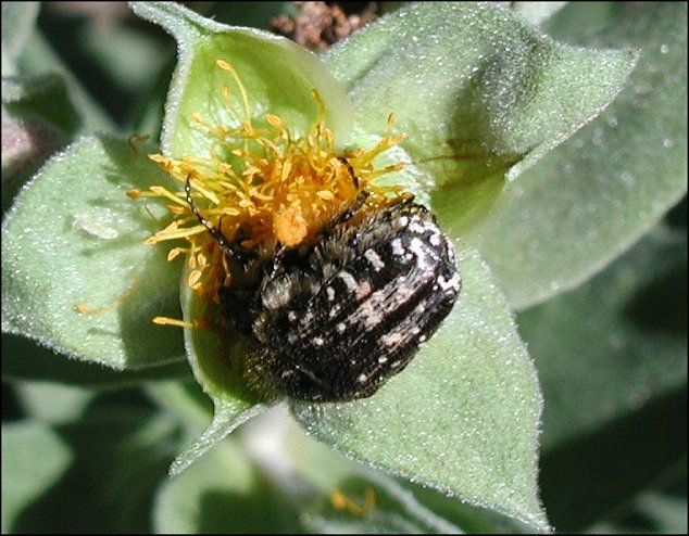 Oxythyrea funesta 5