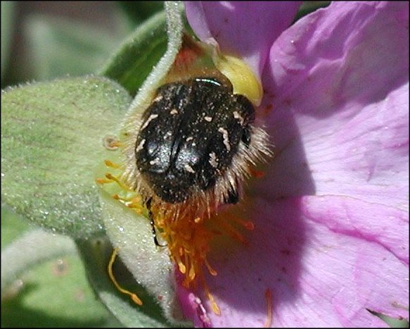 Oxythyrea funesta 6