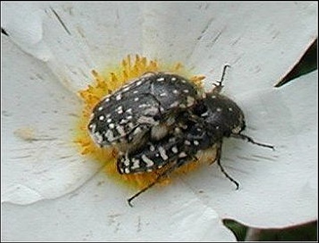 Oxythyrea funesta 7