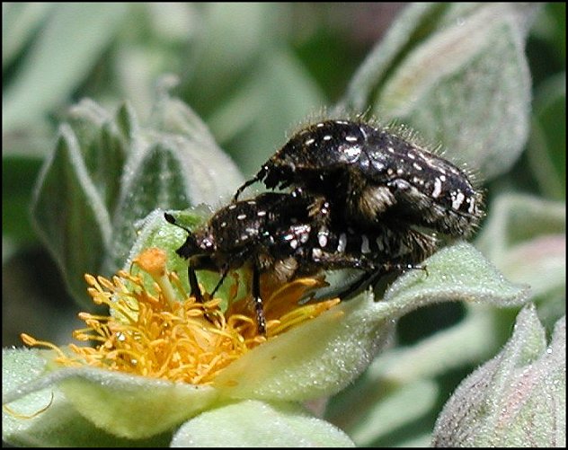 Oxythyrea funesta 8