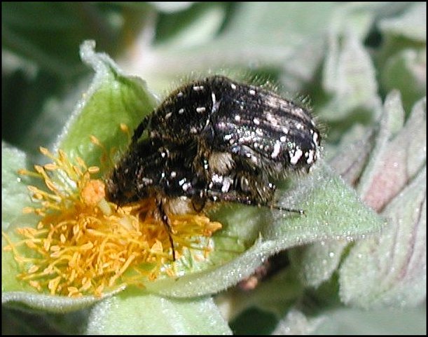 Oxythyrea funesta 9