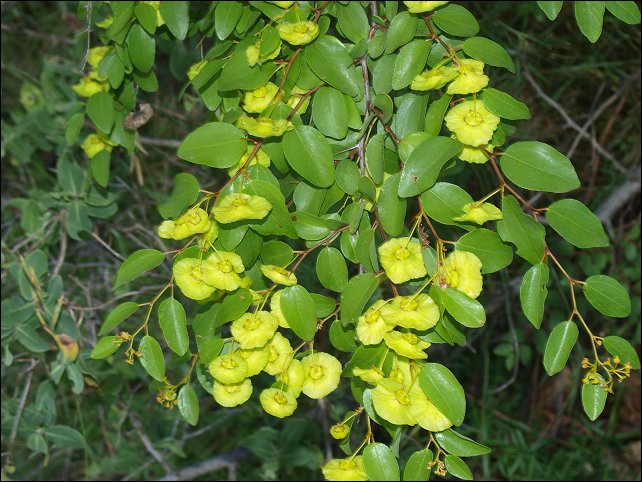 Paliurus spina-christi 14