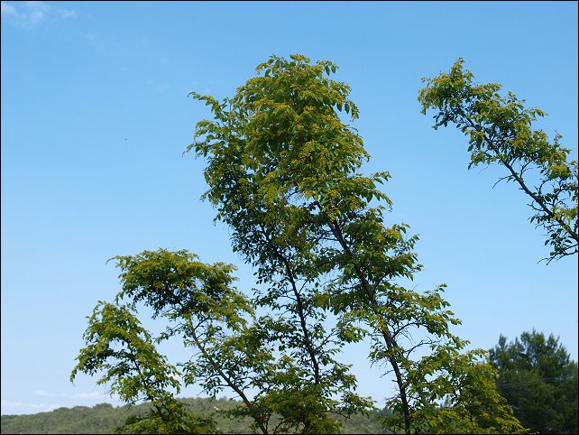 Paliurus spina-christi 19