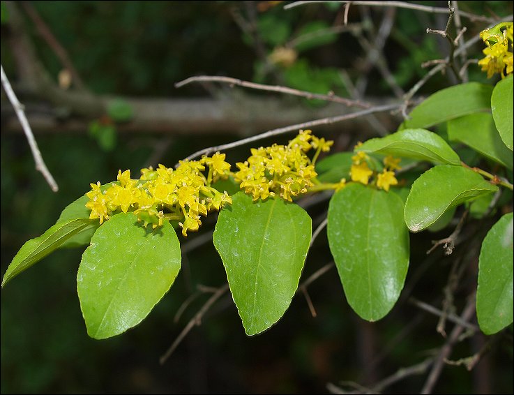 Paliurus spina-christi 9