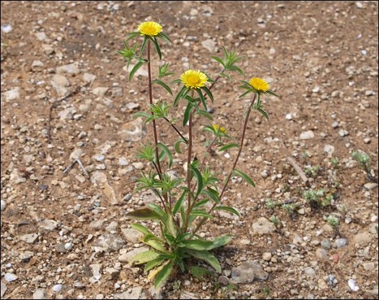 Pallenis spinosa 1
