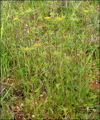 Pallenis spinosa 10