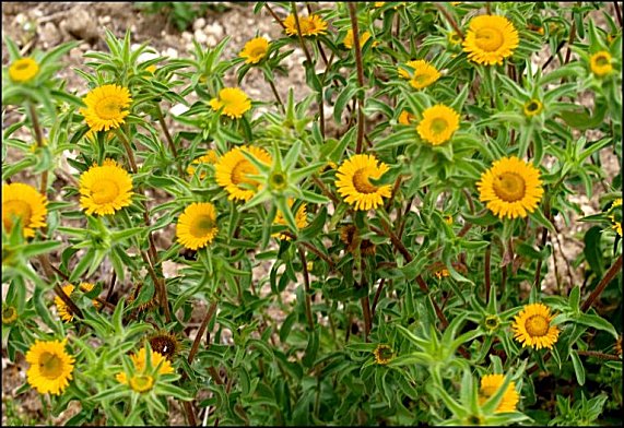 Pallenis spinosa 11