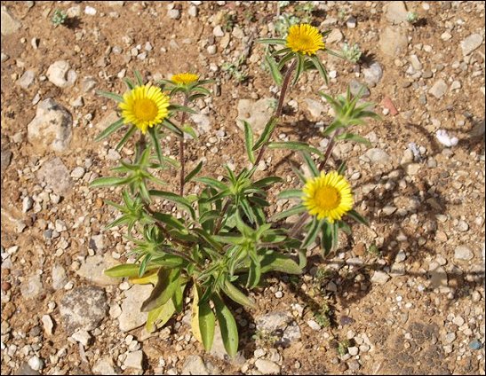 Pallenis spinosa 2