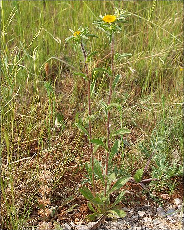 Pallenis spinosa 3