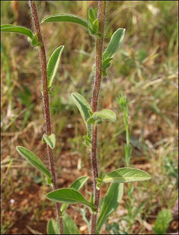 Pallenis spinosa 4