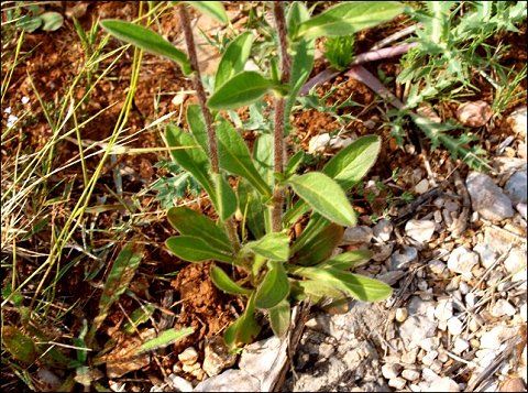 Pallenis spinosa 5