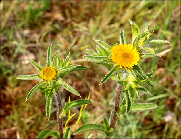 Pallenis spinosa 6