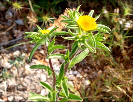 Pallenis spinosa 7