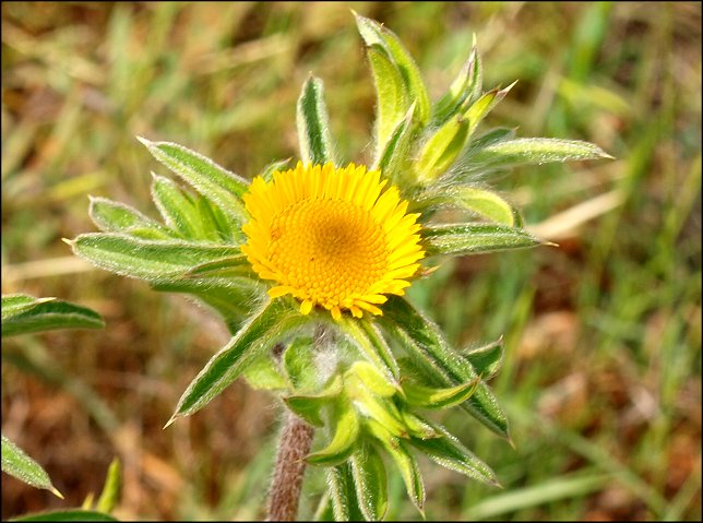 Pallenis spinosa 8