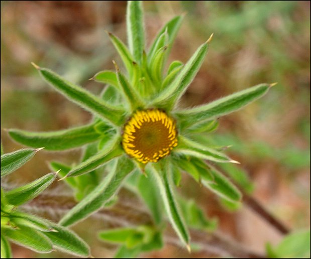 Pallenis spinosa 9