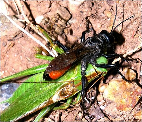 Palmodes occitanicus 1