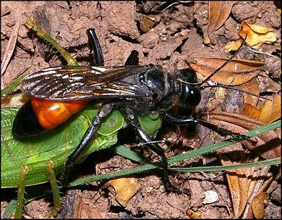 Palmodes occitanicus 2