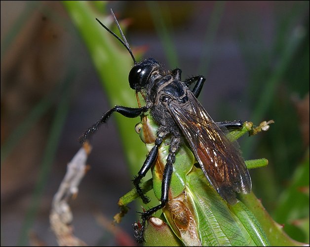 Palmodes occitanicus 3